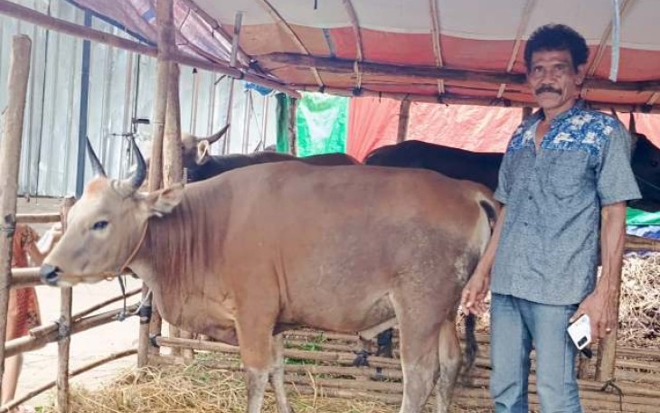 Muhammad dengan sapi qurban di lapak penjualannya, Kamis (29/5)