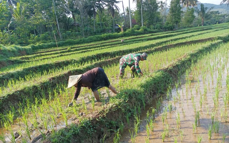 Babinsa Kodim Ponorogo Bantu Petani Penyiangan Tanaman Padi
