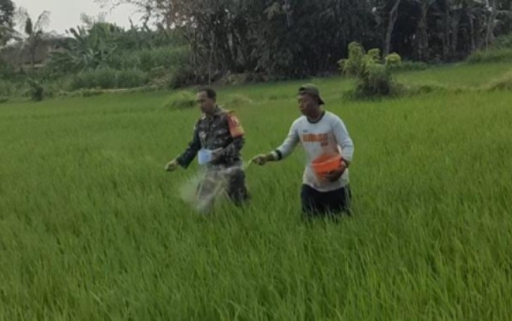 Pemupukan tanaman padi warga binaan 