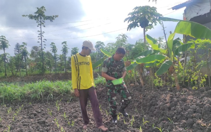 Serda Feri Dampingi Pemupukan Tanaman Jagung, Wujud Nyata Dukung Ketahanan Pangan