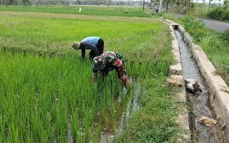 Babinsa Koramil 0803-14/Dagangan Dampingi Pembersihan Gulma