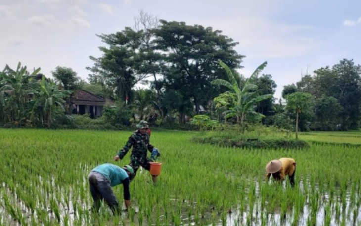 Serka Aris Dampingi Pemupukan Padi di Lahan Poktan Dewi Sri 1