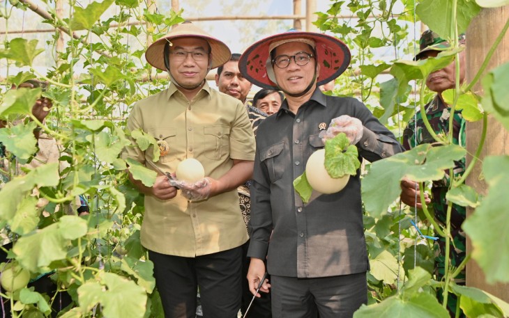 Menteri Desa dan Pembangunan Daerah Tertinggal (Mendes PDT) Yandri Susanto melakukan panen perdana Melon Sweet Honey di Desa Kaliwedi, Kecamatan Gondang, Kabupaten Sragen, Minggu (20/7/2025).