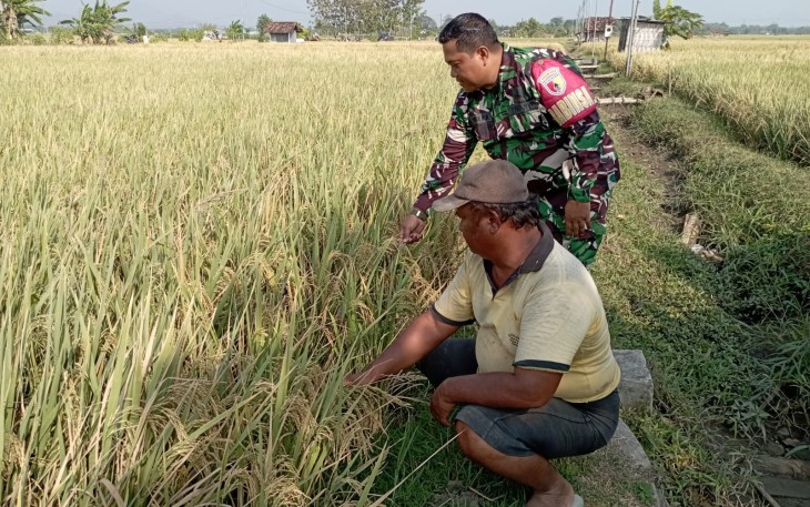 Babinsa Kodim Ponorogo Dampingi Petani Rawat Tanaman Padi Jelang Panen