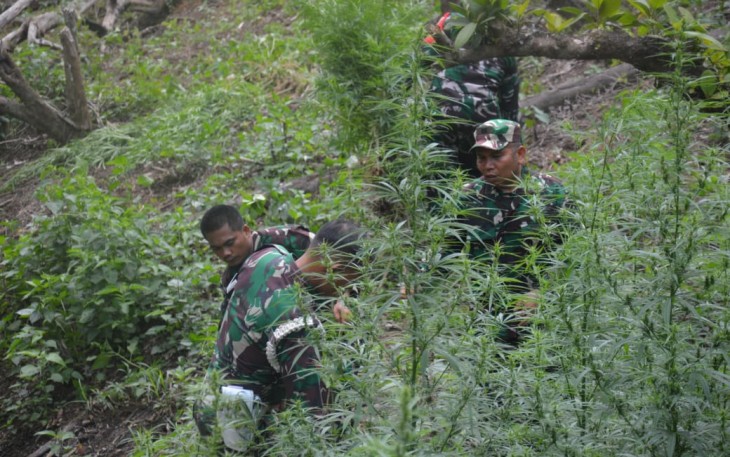 Dandim 0212/TS Pimpin Tim Patroli Gabungan dan Pemusnahan  Ladang Ganja di Perbukitan Tor Sihite Kab Mandailing Natal