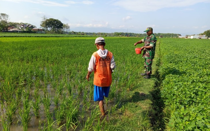 Babinsa Kodim Ponorogo Pendampingan Petani Pupuk Tanaman Padi