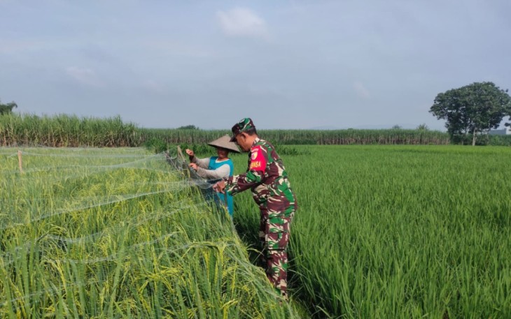 Babinsa Desa Bendiljati Wetan Dampingi Petani Pasang Jaring Lindungi Tanaman Padi