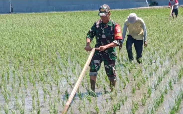Babinsa Kodim Ponorogo Pendampingan Petani Penyiangan Gulma Tanaman Padi