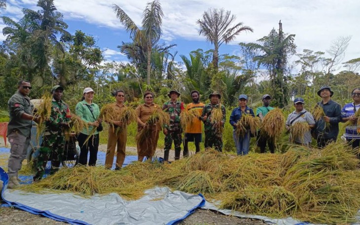 Babinsa Koramil Kuala Kencana Bantu Warga Panen Padi Gogo Untuk Dukung Ketahanan Pangan
