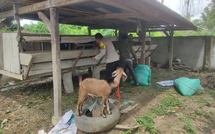 Polsek Belitang III Dukung Ketahanan Pangan Peternakan Kambing