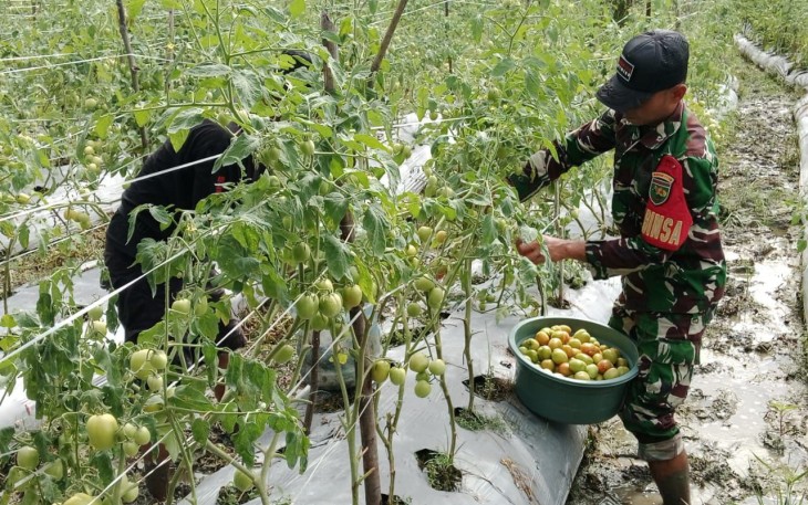 Babinsa Koramil Mapurujaya Bantu Salah Satu Petani Binaan Panen Tomat
