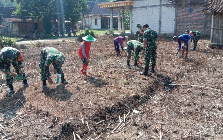 Babinsa Kwadungan Aktif Pendampingan Petani Jagung di Lahan Tadah Hujan