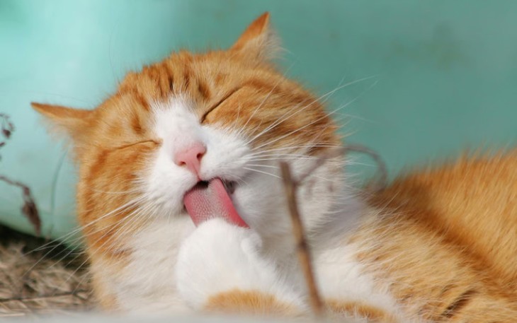 Kucing Cepat Gemuk dengan Wet Food Bernutrisi