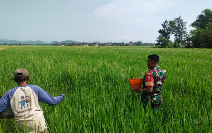 Babinsa Kodim Ponorogo Bantu Petani Pupuk Tanaman Padi