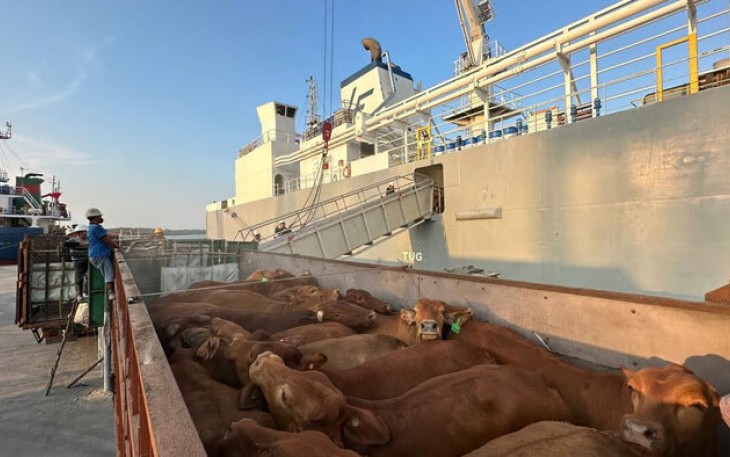 Pelindo Perkuat Ketahanan Pangan Nasional, Bongkar 1.138 Ekor Sapi di Pelabuhan Tanjung Intan