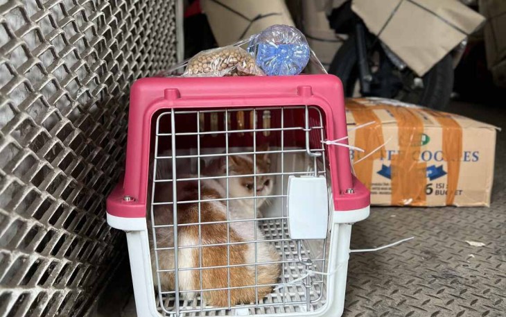 Pengiriman Hewan Peliharaan KAI Logistik Tumbuh, Jadi Solusi Mudik dan Libur Nataru Bersama Hewan Kesayangan