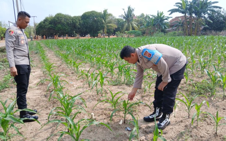 Polsek Belitang III Cek Tanaman Jagung