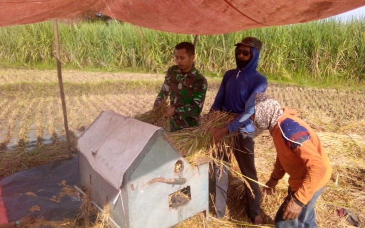 Panen Padi petani di Desa Carangrejo Kecamatan Sampung Kabupaten Ponorogo, Senin (05/05/2025).