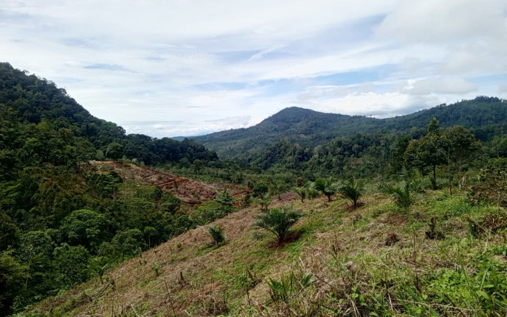 Salah satu habitat rafflesia Arnoldi yang sudah berubah menjadi kebun sawit di desa Tebat Mono, Ke. Kepahiang, Kab. Kepahiang.