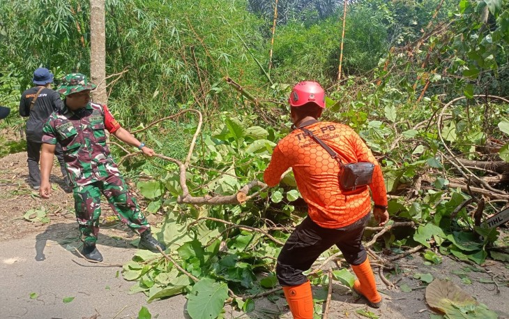 TNI dan BPBD Trenggalek Bersihkan Pohon Tumbang