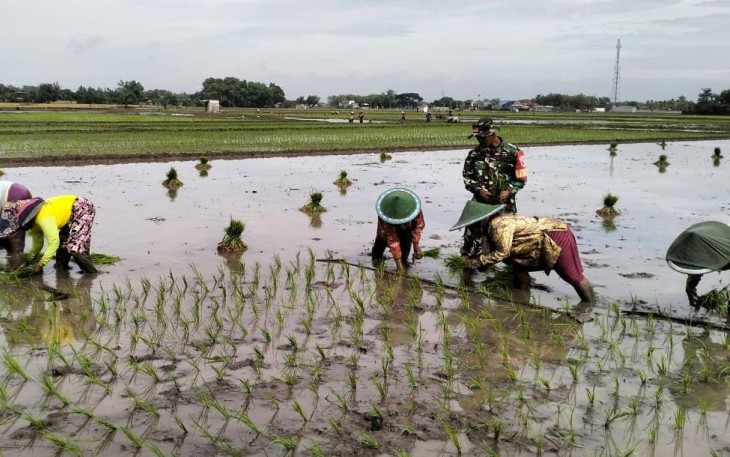 Babinsa Desa Segulung Bersama Petani Lakukan Penanaman Padi untuk Dukung Ketahanan Pangan