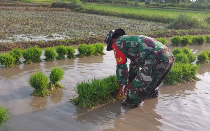 Babinsa Tambakmas Dukung Ketahanan Pangan Lewat Pendampingan Petani