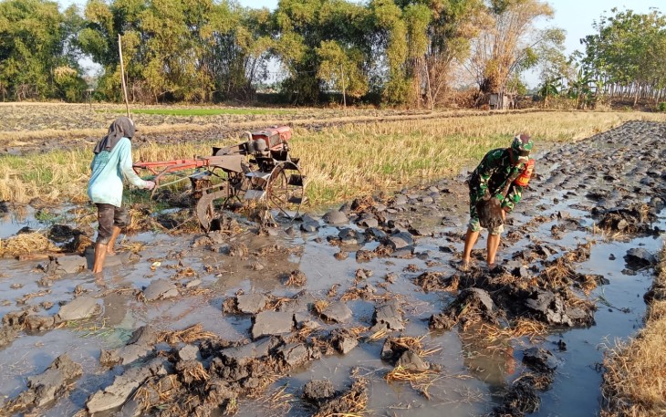 Peran Aktif Babinsa Koramil Widodaren Bantu Petani Dalam Pengolahan Lahan Sawah