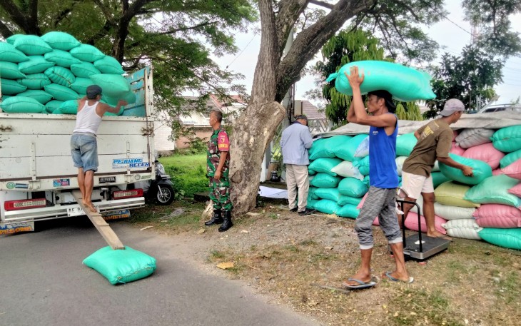 Babinsa Nambangan Lor Dampingi Serapan Gabah oleh Bulog