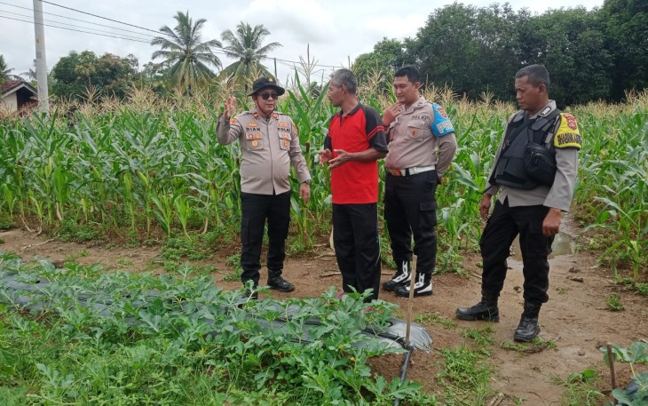 Kapolsek Belitang III Iptu Dian Iidaman.S,S.H,.S,I.P,.M,Si.,M.H,.C,P.H,R., melaksanakan pengecekan perkembangan tanaman Jagung di Lahan Ketahanan Pangan Polpol Des Karya Makmur, Kecamatan Belitang III, Kabupaten Oku Timur, Provinsi Sumsel pada Rabu (19/02/2025)