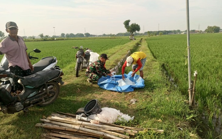 Babinsa Desa Jatisari Dampingi Kelompok Tani Dewi Sri I dalam Pemupukan Padi
