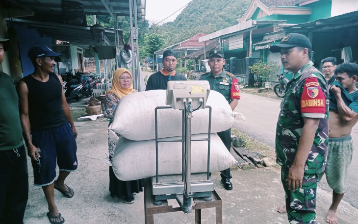 Kodim 0801/Pacitan Bersama Bulog Lakukan Penyerapan Gabah