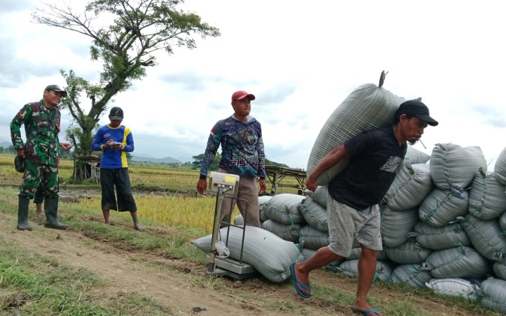 Babinsa Kodim Ponorogo Pendampingan Petani dan Bulog