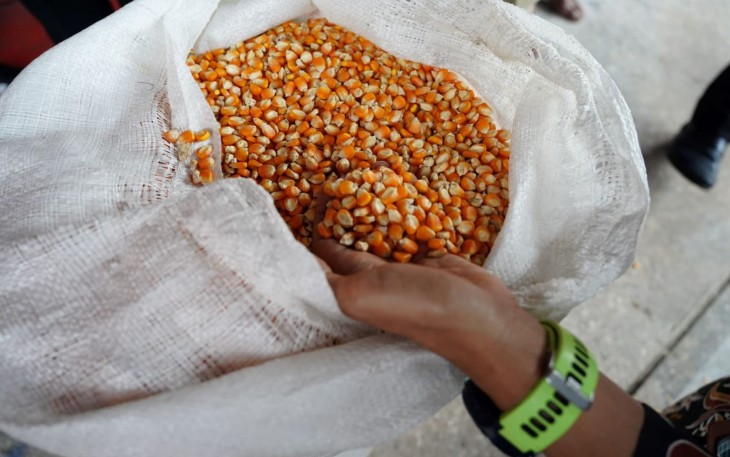 Foto : Jagung 
