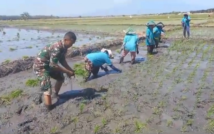 Babisa Karanganyar Bantu Petani Tananm Padi 