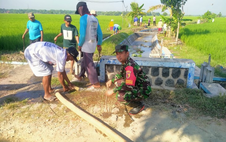 Babinsa Turun Ke Sawah Bantu Petani Basmi Hama Tikus Guna Tingkatkan Hasil Panen