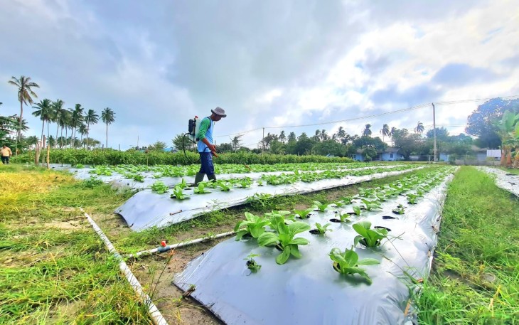 Lanud Raden Sadjad Natuna Bersama Masyarakat Terus Kembangkan Perkebunan Ketahanan Pangan di RSA Farm 