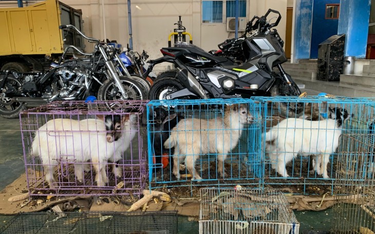 Bea Cukai Langsa Gagalkan Penyelundupan Sepeda Motor, Sparepart dan Hewan dalam Operasi Gabungan