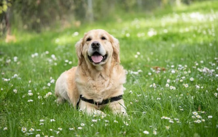 Anjing Labrador