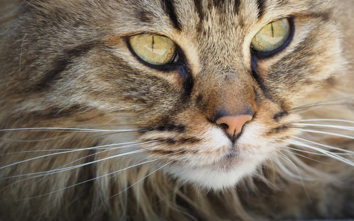 Cara Membersihkan Mata Kucing
