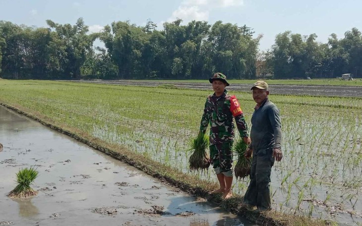 Sertu Eko bantu tanam padi petani desa binaan 
