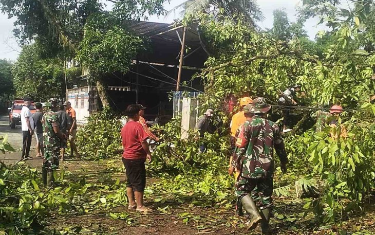 Evakuasi pohon tumbang di jalan 