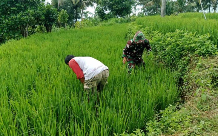 Serka Rapingi bantu penyiangan hama tanaman padi