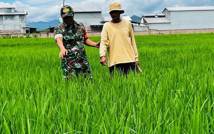 Bantu merawat tanaman padi petani wilayah desa binaan 