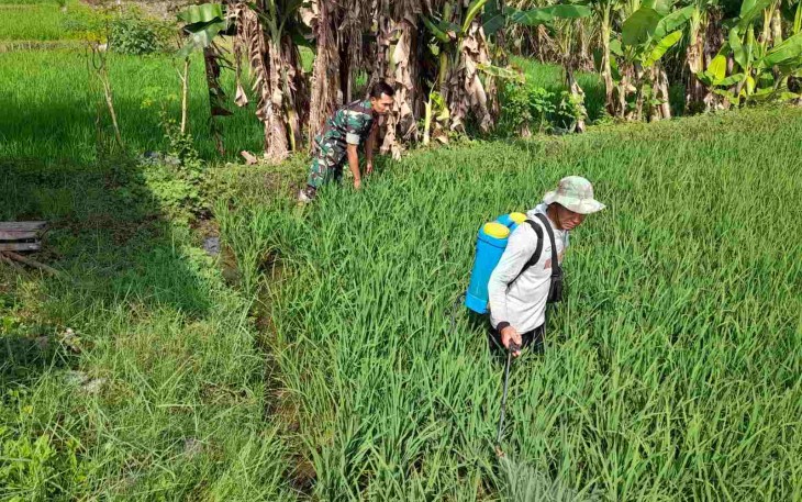 Bantu perawatan tanaman padi petani desa binaan 