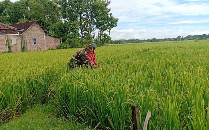 Bantu rawat tanaman padi petani desa binaan 