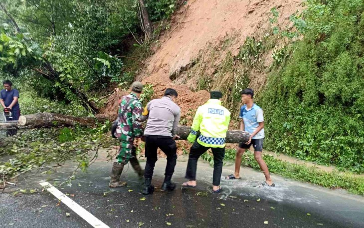 Evakuasi pohon tumbang di jalan 