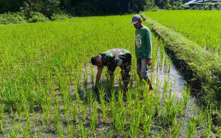 Bersihkan gulma di tanaman padi