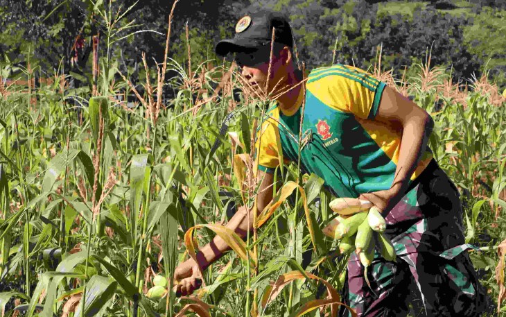 Prajurit Yonarmed 12 Kostrad saat memanen jagung di perbatasan 