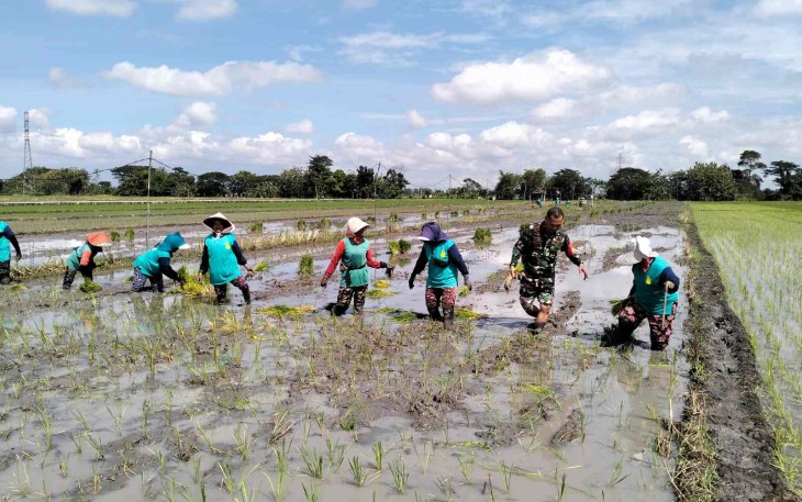 Semai padi wilayah desa binaan