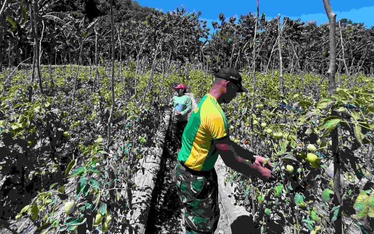 Panen tomat bersama warga di perbatasan